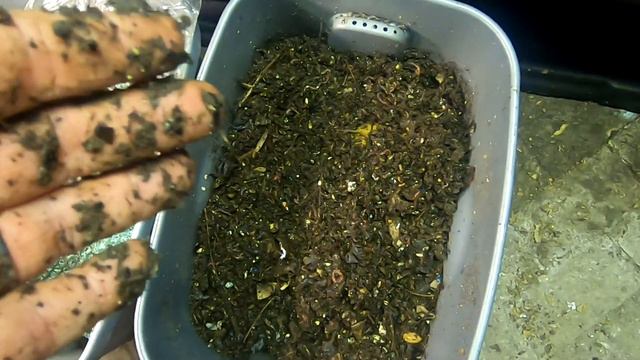 NEW WORM BIN EXPERIMENT POTATO PLANTS смотреть онлайн