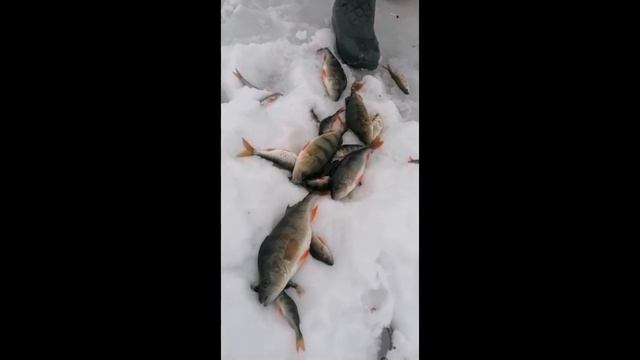 Секретный способ ловли окуня. Клопик рулит. смотреть онлайн