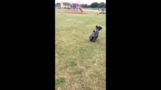 Kerry blue terrier slow motion смотреть онлайн