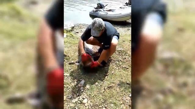 Как житель Красноуфимска 74-килограммового сома поймал смотреть онлайн