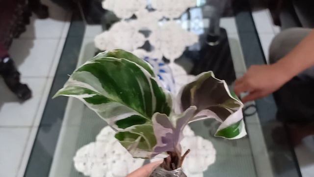 UNBOXING TANAMAN HIAS// BELANJA ONLINE