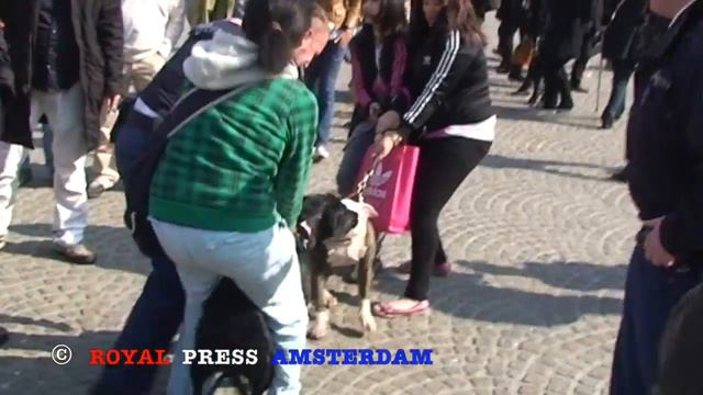 Police Pepper spray for fighting Pitbull in Amsterdam. смотреть онлайн