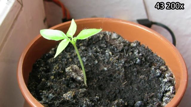 Red Savina Habanero Chili Timelapse смотреть онлайн