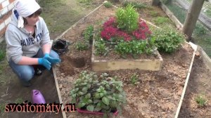 Бальзамин: выращивание и уход