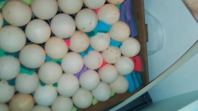 Заложил яйцо бройлера росс 308 смотреть онлайн