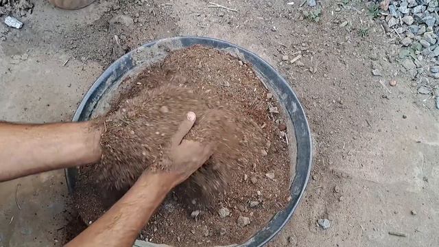 How To Grow Ginger In Containers And Get A Huge Harvest |How To Grow Ginger At Home Easily Complete