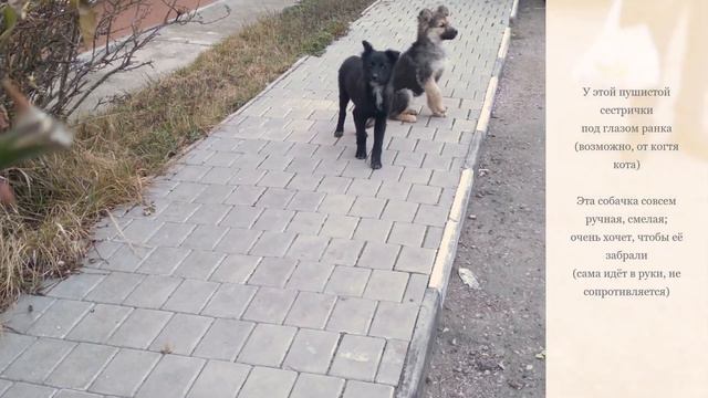 Щенята ищут дом смотреть онлайн