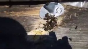 Ранний облёт пчёл в марте 01.03.2022.Челябинская область Южный Урал.Продажа пчелопакетов.