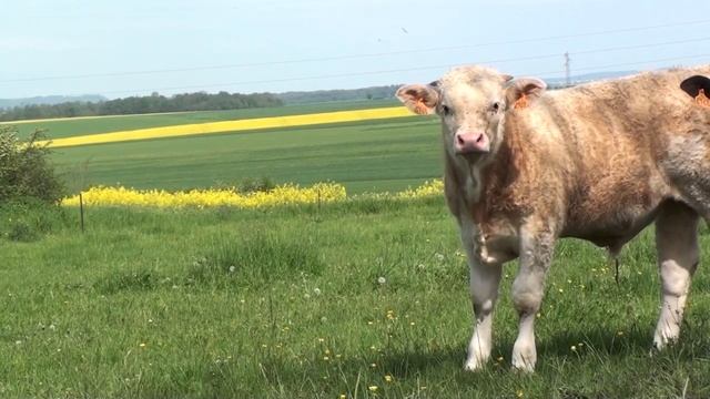Septembre 1914 - présentation de la bataille de la Marne смотреть онлайн