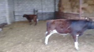 Откорм телят . Расход корма за четыре месяца .