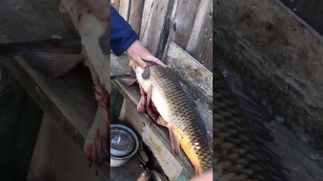 Разделка сазана смотреть онлайн