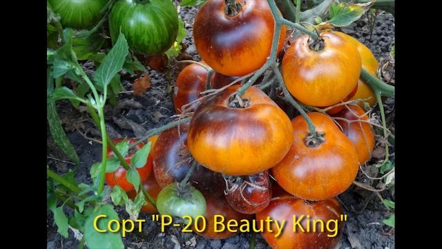 Экзотические сорта томатов. Начало. смотреть онлайн