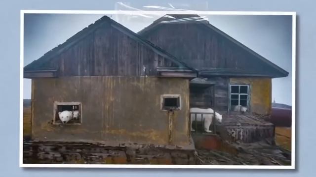ДӘЛ ОСЫ ҮШІН АҚ АЮЛАР ТОЛЫҚТАЙ ҚЫРЫЛЫП ӨЛУДЕ / АҚ АЮЛАРДЫҢ СҰМДЫҚ ТАҒДЫРЫ смотреть онлайн