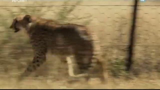 Укротитель по вызову Черепахи пруда Алькатрас + Царство гепардов смотреть онлайн