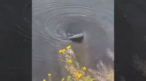 ? Знак «Купание запрещено» наглядно показывает почему нельзя купаться