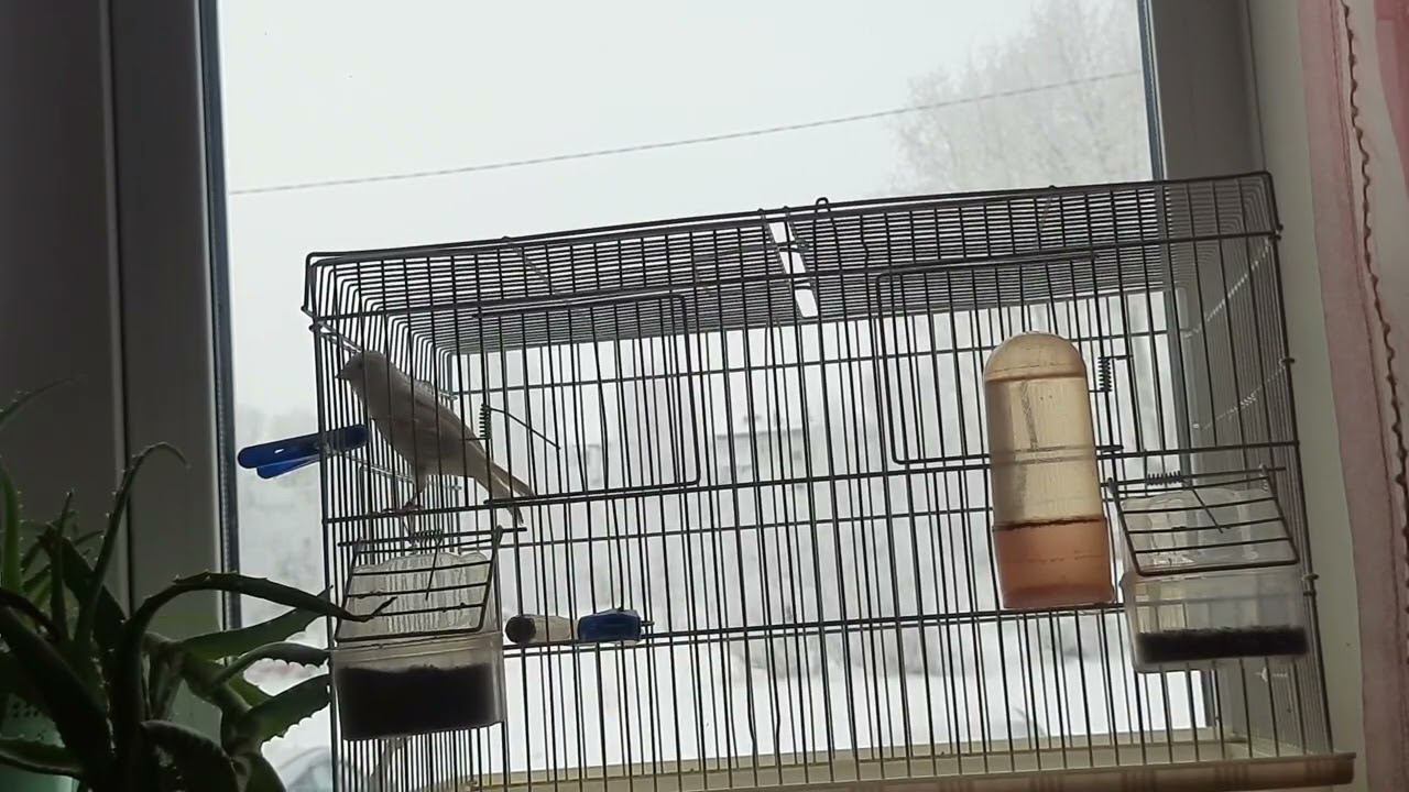 Песня кенара 31.12.22. смотреть онлайн