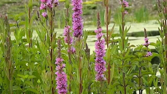 Lythrum salicaria смотреть онлайн