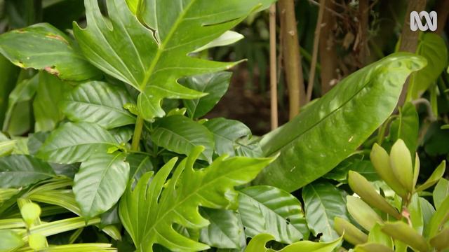 A cacti and succulent collector's garden | Garden Design and Inspiration | Gardening Australia смотреть онлайн