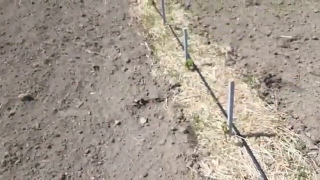 Фундук Трапезунд 1 мая смотреть онлайн