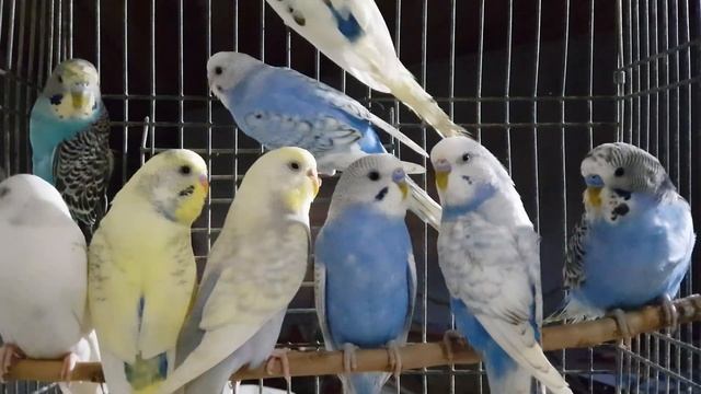 Купил на Ярмарке Кропотки,Волнистых попугаев.Обзор покупки ! смотреть онлайн