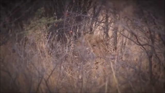 Охота на льва лучшие выстрелы и опасные моменты,Lion hunting смотреть онлайн