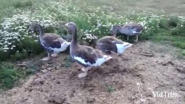 Тульские бойцовые гуси (Еденский тип) смотреть онлайн