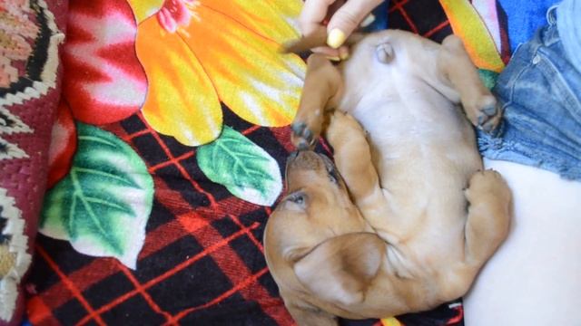 Маленький щенок таксы смотреть онлайн