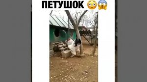 Самый большой петух в мире
