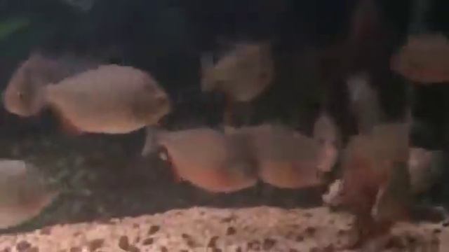 Жесть видео смотреть онлайн