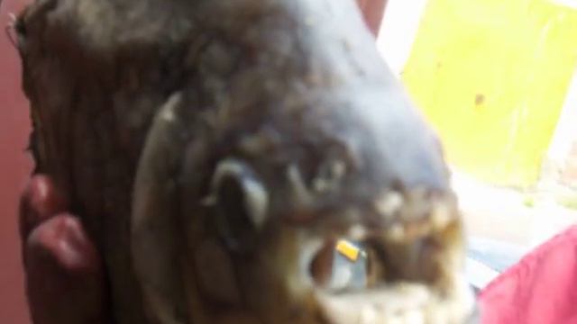 Рыба-мутант смотреть онлайн