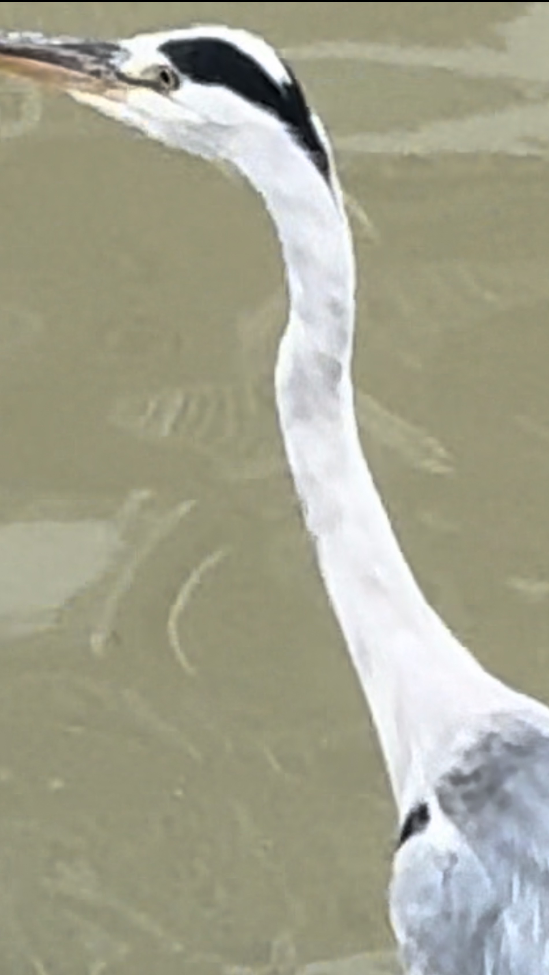 Чем не модель?! Большая серая цапля и японский баклан.