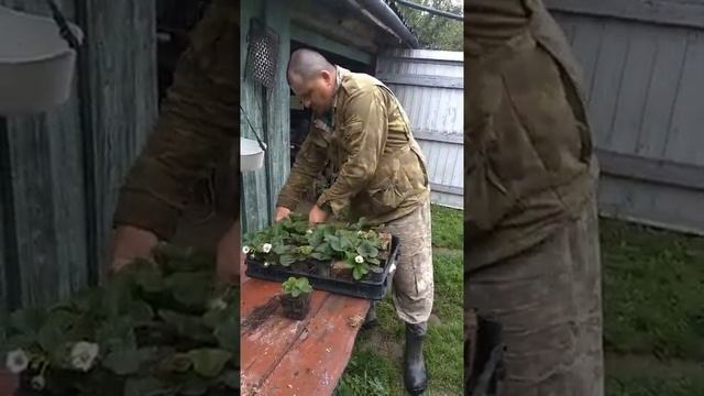 Рассада ремонтантной клубники с закрытой корневой системой сорт "Альбион". смотреть онлайн