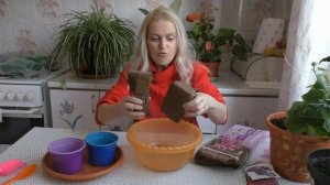 Букетный посев петуний