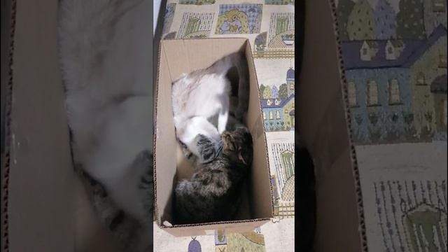 Битва в коробке кошек Тефтельки и Куклы