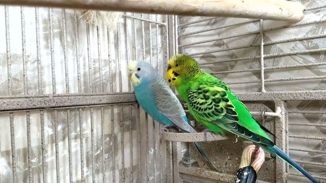 3.5 Hr Happy Parakeets Eating Singing Playing, Budgies Chirping. Reduce Stress of lonely Bird Video смотреть онлайн