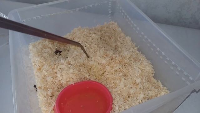 Чертик из табакерки. Сиамская кобра смотреть онлайн