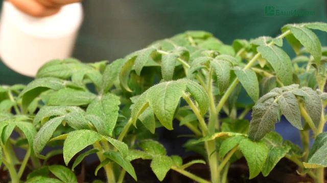 Выращивание томатов по системе ОЖЗ Урожая в разы больше смотреть онлайн