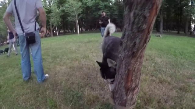 Схватка собак, бои на пикнике, хаски,малумут,доберман,бульмастиф/ Dogs fight! смотреть онлайн