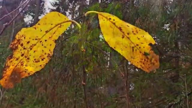 Осень на Урале / Октябрь уж наступил / Прогулки в лесу и по берегу Камы смотреть онлайн