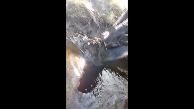 Коряга для аквариума. Обработка коряги, поиски и виды деревьев для нее смотреть онлайн