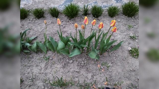 Сажаю картофель смотреть онлайн