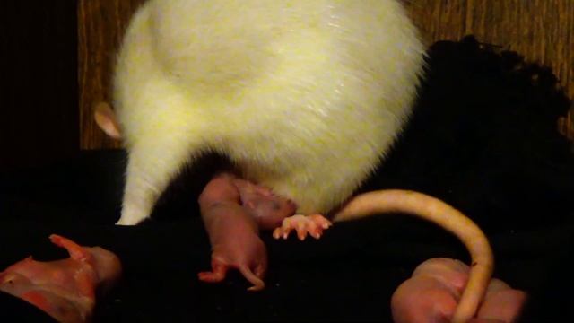 Крыса Дуня рожает. Новорождённые крысята.. смотреть онлайн