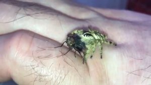 Паук скакун охотится на муху