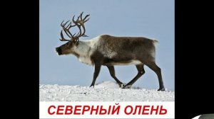 Полярные животные для детей. Карточки Домана