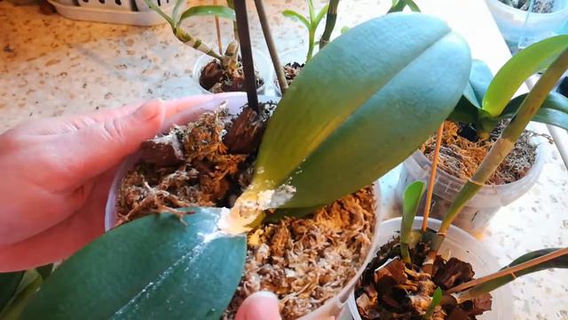 Неудачи с орхидеями в начале лета😖😖 смотреть онлайн