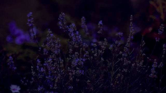 ►Музыка для Релаксации ►Музыка Сна ► Лавандовое Поле ► Медитация ► Сверчки смотреть онлайн