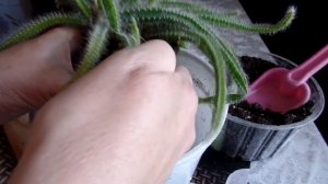 Гилоцереус - это... Что такое гилоцереус (Hylocereus) ?Уход и содержание в домашних условиях