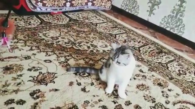 Котёнок породы Сноу Шу смотреть онлайн