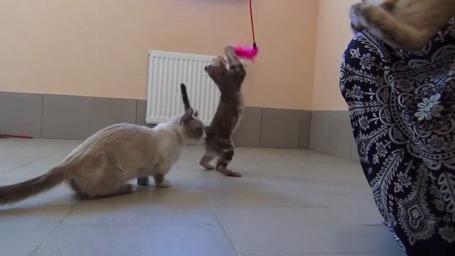 Американский кёрл (American curl) питомник Мурмулет смотреть онлайн