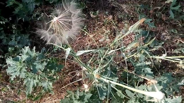 Козлобородник растение Tragopogon Goatbeard plant 八角马 トラゴポゴン 트라고포곤 تراغوبوجون ट्रैगोपोगोन טרגופוגון смотреть онлайн